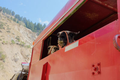 View of a horse cart