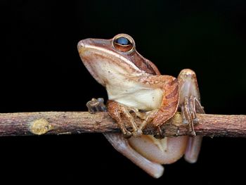 Close-up of frog on branch against black background