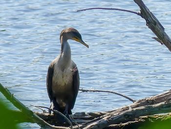 Bird perching on a lake