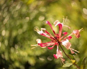 Close-up of pink flowering plant