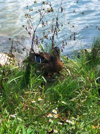 High angle view of bird on grass by lake
