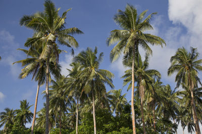 Low angle view of a coconut plantation under a blue sky with clouds