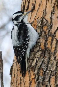 Close-up of bird perching on tree trunk