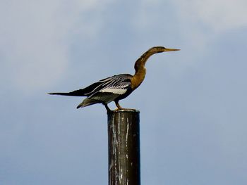 Bird perching on wooden post