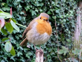 Close-up of bird perching on white background