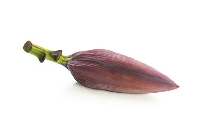 High angle view of leaf against white background