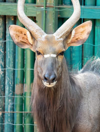 Close-up portrait of a horse