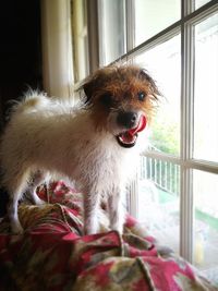 Close-up of dog at home