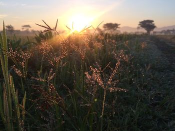 Close-up of grass on field against sky during sunset