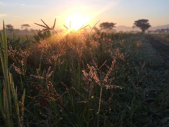 Close-up of grass on field against sky during sunset