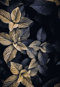 High angle view of plant leaves