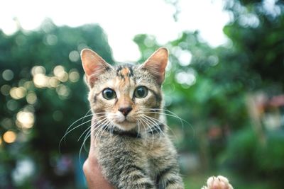 Close-up portrait of tabby cat