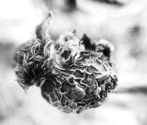 Close-up of wilted plant