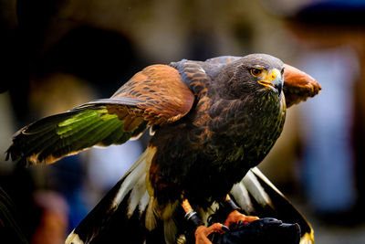 Close-up of eagle perching on leaf