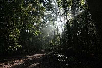 Sunlight streaming through trees in forest