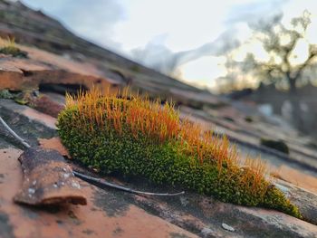 Close-up of plants growing on field against sky