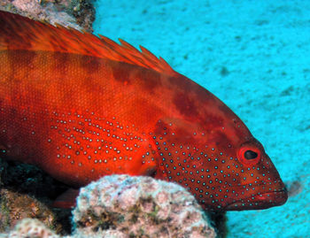 A halfspotted grouper - cephalopholis hemistiktos - in the red sea, egypt