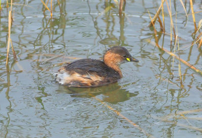 High angle view of duck swimming in lake