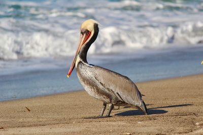 View of bird on beach