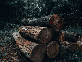 Close-up of logs on wood in forest