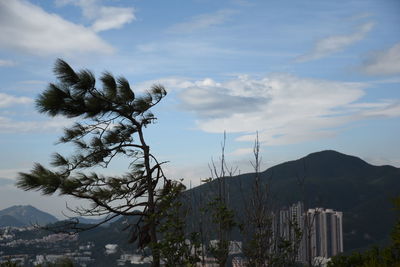 Trees and cityscape against sky