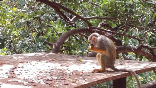 Monkey on tree