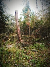 Trees and plants on field in forest