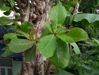 Close-up of green leaves on tree trunk