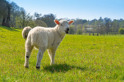 Close-up of a three week old lamb on green grass field in profile in spring sunshine