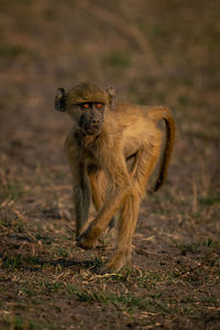 Close-up of monkey on field