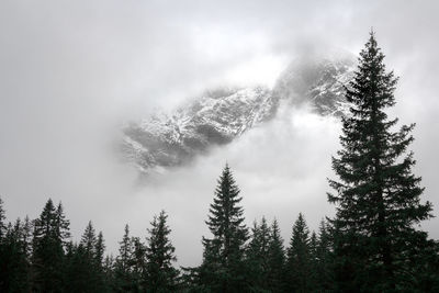 Low angle view of trees in forest against sky