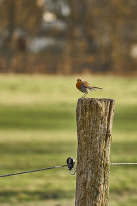 Close-up of bird perching on wooden post