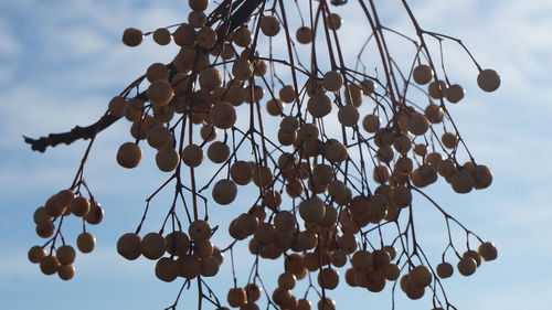 Low angle view of fruits hanging on tree against sky