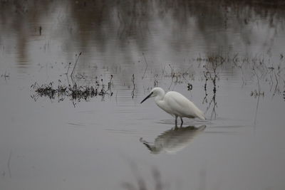 Birds in a lake