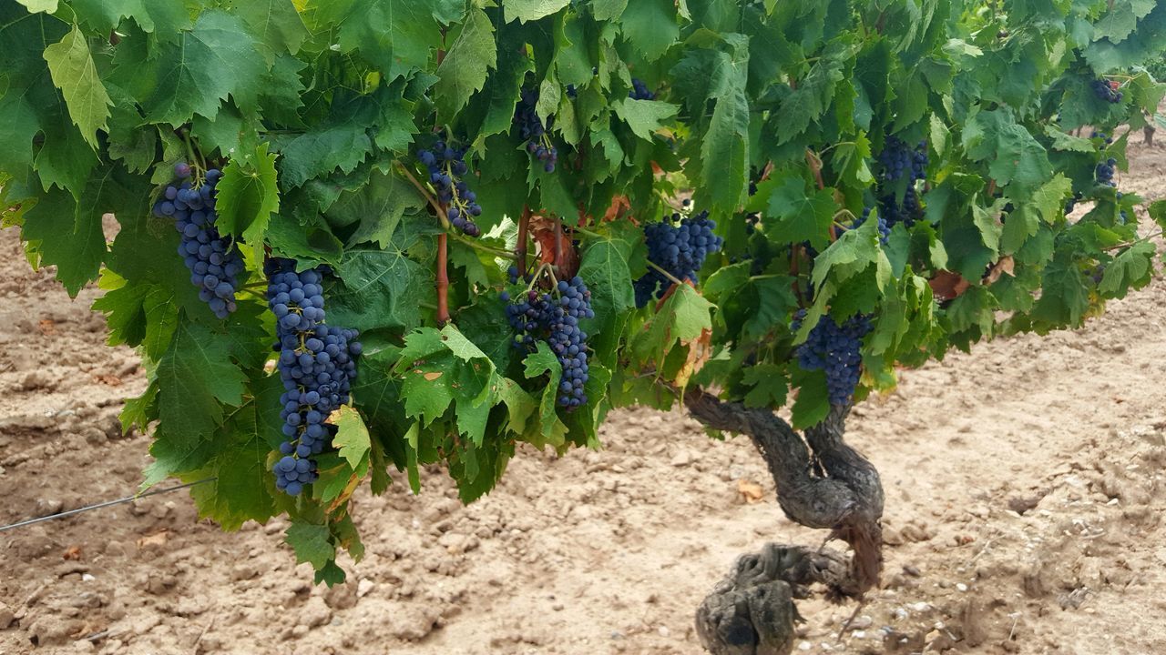 VIEW OF GRAPES