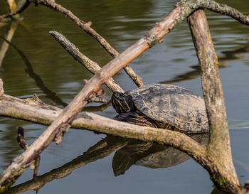 View of a turtle on tree branch