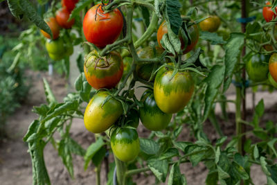 Close-up of fruits growing on plant