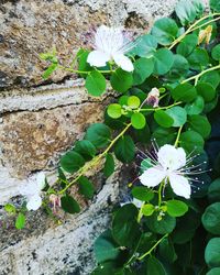 High angle view of purple flowering plant