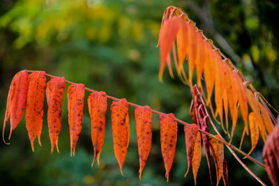 Close-up of orange leaves