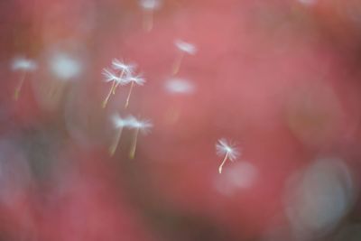 Close-up of pink flower