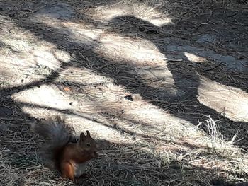 High angle view of squirrel