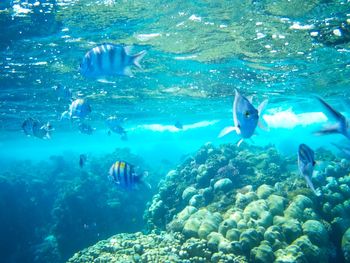 underwater