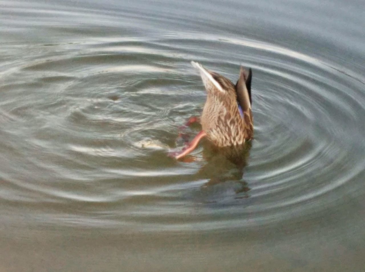 Animal in pond