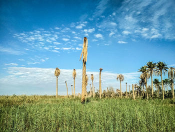 Plants on field against sky