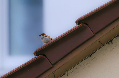 Low angle view of cat on roof