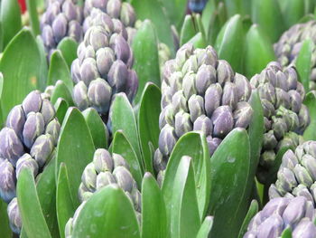 Hyacinths are