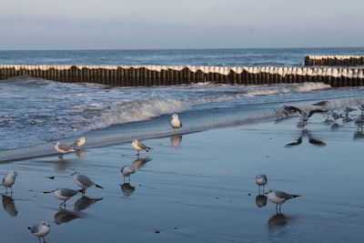 High angle view of birds in lake