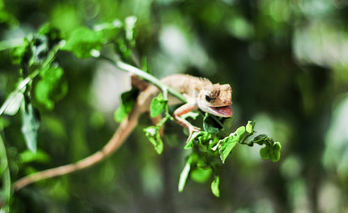 Close-up of reptile on plant