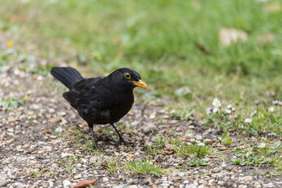 Close-up of bird on field