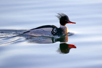 Side view of bird on lake